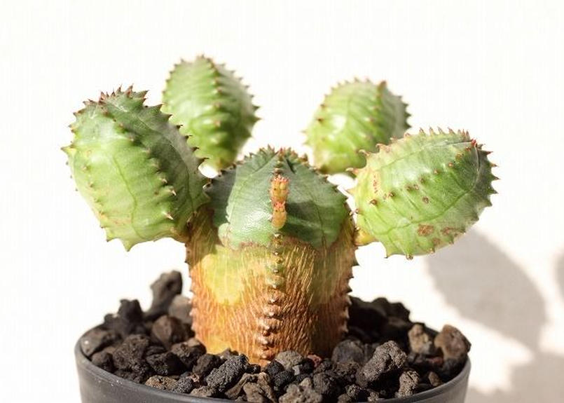 ユーフォルビア オベサ ブロウ No 2 Mana S Green 塊根植物販売 マナズグリーン