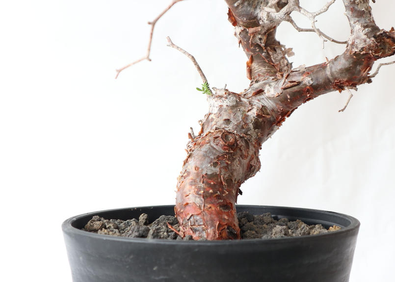 特大 コミフォラ・モンストローサ コーデックス 塊根植物 パキプス 灌木