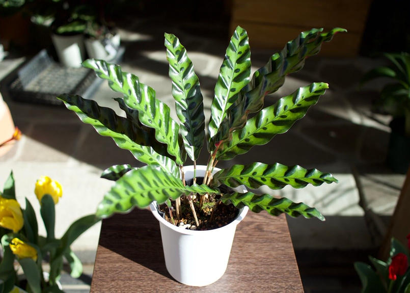 カラテア ランキフォリア Mana S Green 塊根植物販売 マナズグリーン