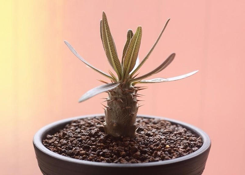 パキポディウム グラキリス 国内実生 Mana S Green 塊根植物販売 マナズグリーン