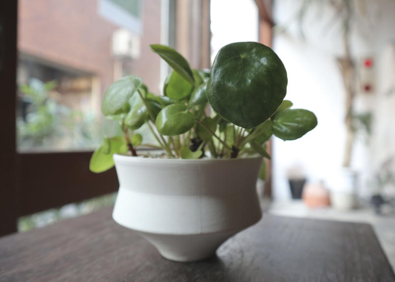 ピレア ペペロミオイデス Mana S Green 塊根植物販売 マナズグリーン ピレア ペペロミオイデス Mana S Green 塊根植物販売 マナズグリーン