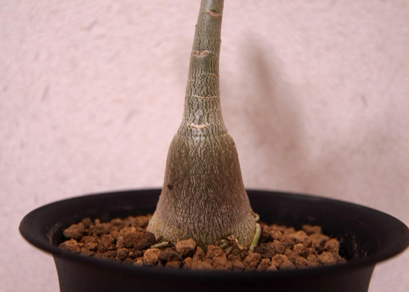 アデニウム 砂漠のバラ Adenium Mana S Green 塊根植物販売 マナズグリーン