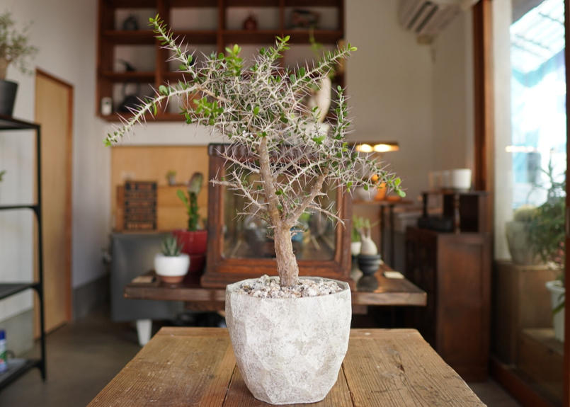 アローディア コモサ Alluaudia Comosa Mana S Green 塊根植物