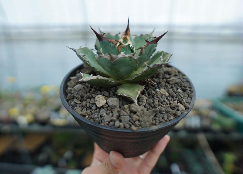 アガベ チタノタ 烈焔 Agave titanota