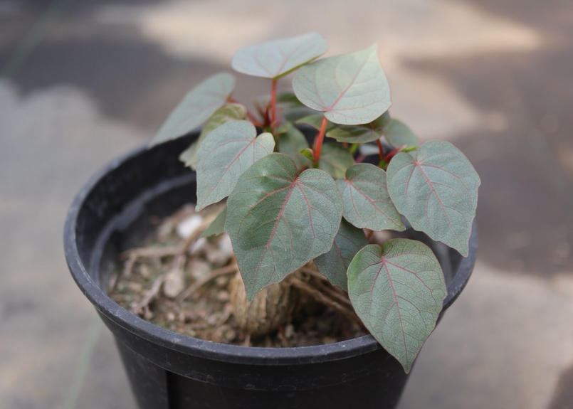 フィカス ペティオラリス 1 Mana S Green 塊根植物販売 マナズグリーン