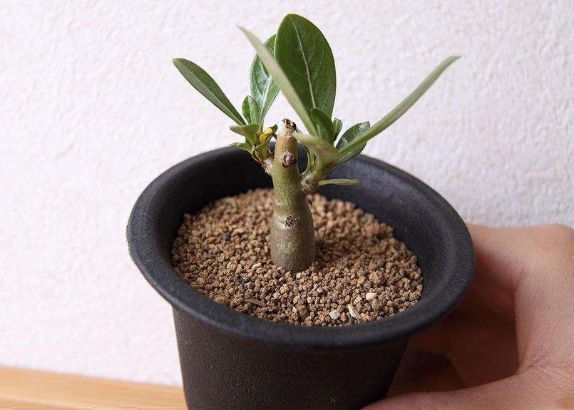 アデニウム オベスム Adenium Obesum Mana S Green 塊根植物販売