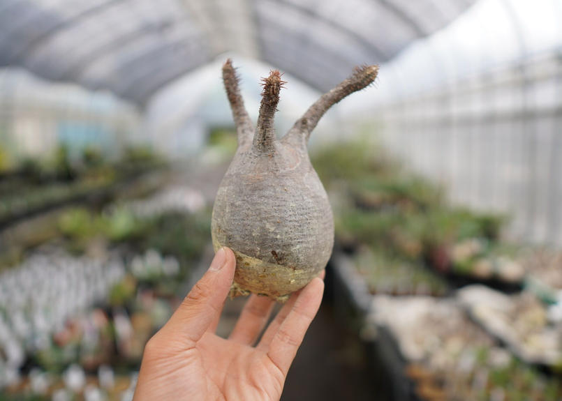 楽ギフ のし宛書 パキポディウム グラキリス 抜き苗 植物 観葉植物 Millingtonbaptist Org 楽ギフ のし宛書 パキポディウム グラキリス 抜き苗 植物 観葉植物 Millingtonbaptist Org