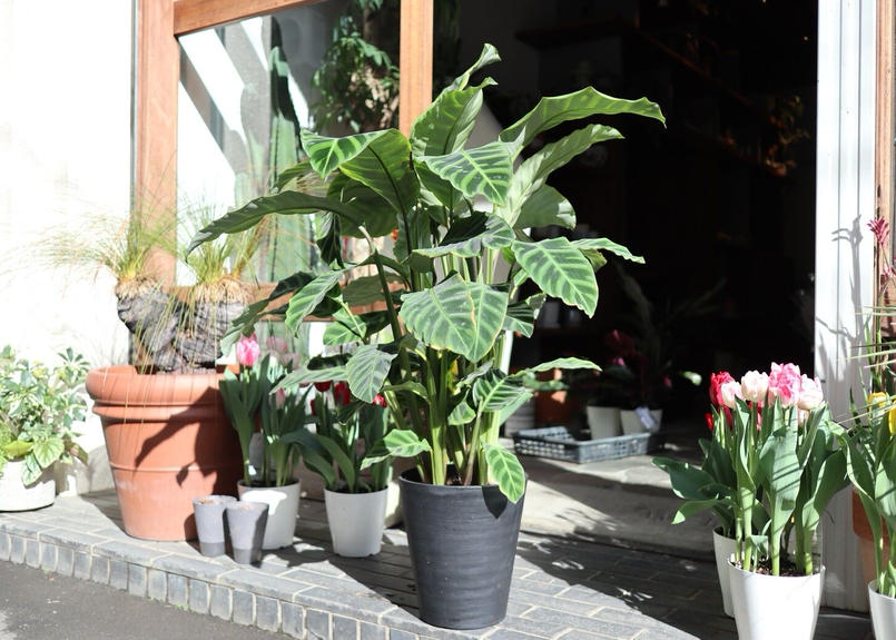 カラテア ゼブリナ Mana S Green 塊根植物販売 マナズグリーン