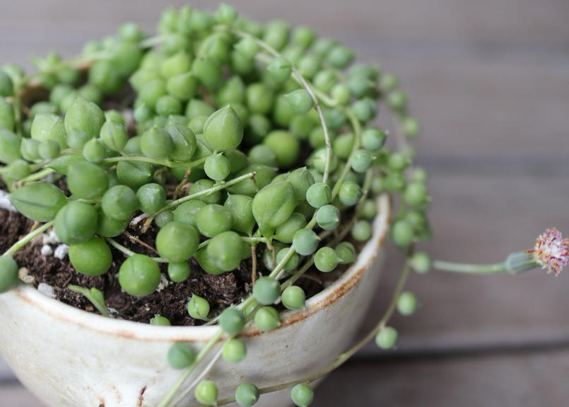 森のコーヒーカップ With グリーンネックレス Mana S Green 塊根植物販売