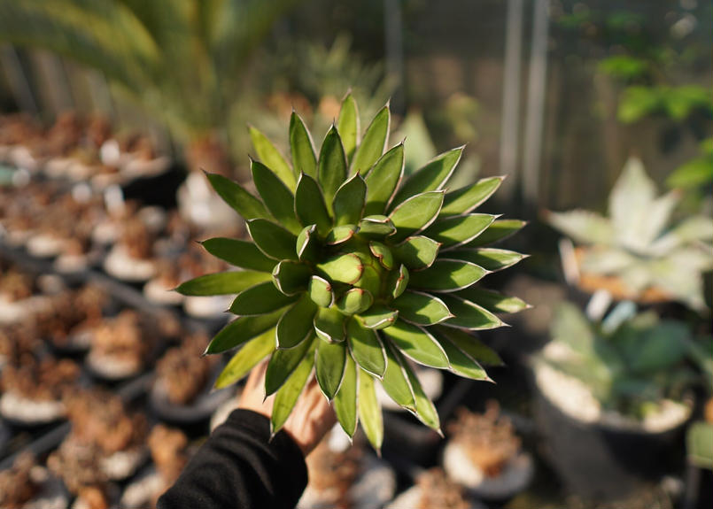 多肉植物 アガベ agave 雪嶺 極上株 買取り実績 tc-konsulting.pl