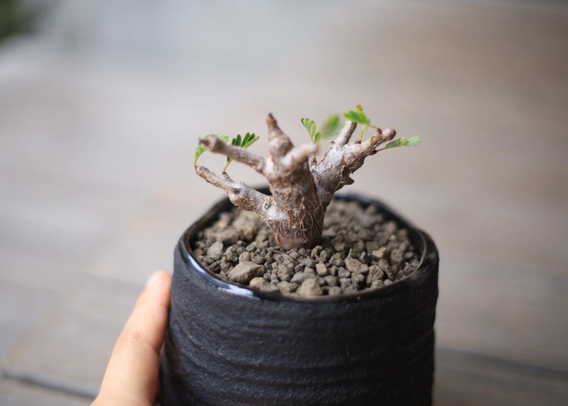 センナ メリディオナリス Senna Meridionalis Mana S Green