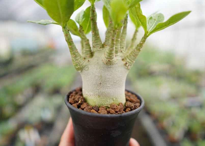 グッドふとんマーク取得 【超極太/ドワーフ/塊根植物】アデニウム