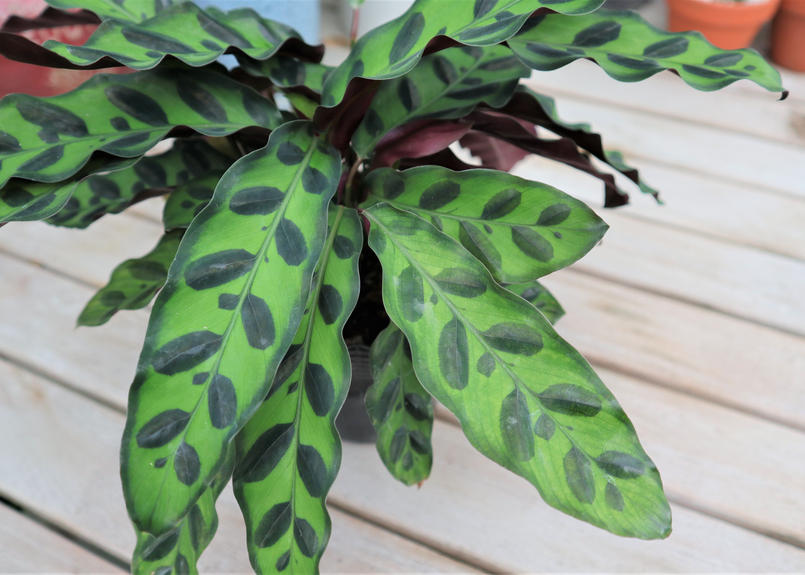 カラテア ランキフォリア Mana S Green 塊根植物販売 マナズグリーン