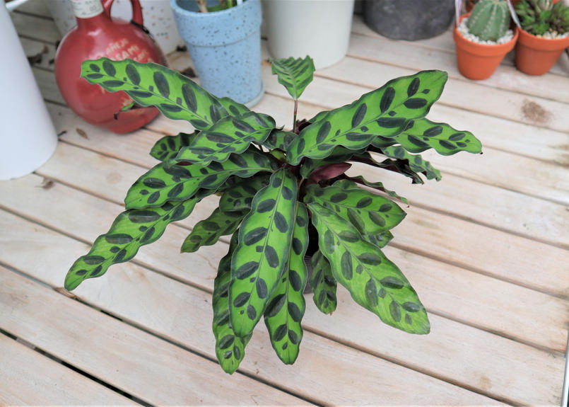 カラテア ランキフォリア Mana S Green 塊根植物販売 マナズグリーン