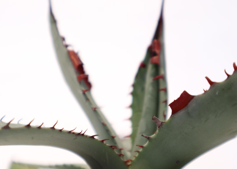 アガベ 屈原の舞扇 Mana S Green 塊根植物販売 マナズグリーン