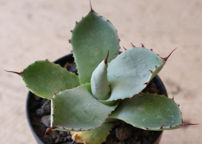 アガベ パリー 吉祥天 トランカータ 黒棘タイプ アガベ 多肉植物 37cm