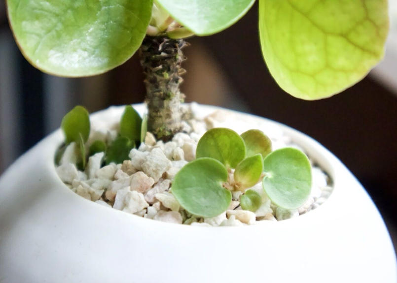 ピレア ペペロミオイデス Mana S Green 塊根植物販売 マナズグリーン