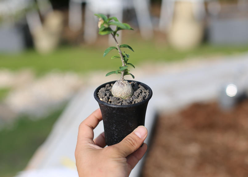 フォッケア エデュリス 火星人 Mana S Green 塊根植物販売 マナズグリーン