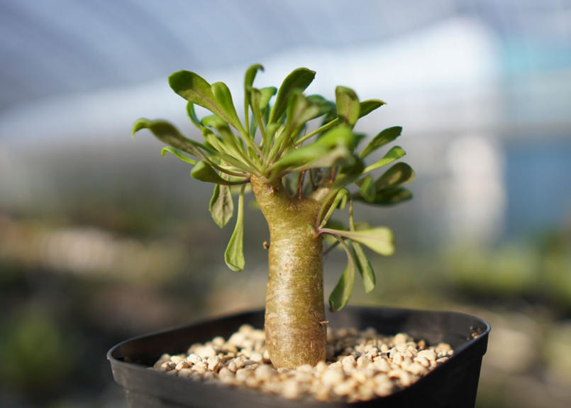 CHIEY様専用☆オトンナ☆ユーフォルビオイデス☆実生☆大きめ☆植物☆