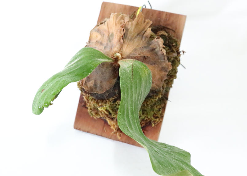 ビカクシダ エレファントティス 板付け Mana S Green 塊根植物販売 マナズグリーン
