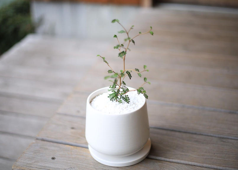 ソフォラ ミクロフィラ Sophora Microphylla Mana S Gree