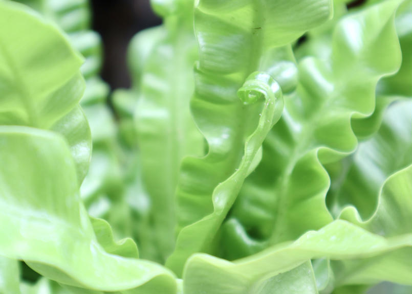 アスプレニウム エメラルドウェーブ Mana S Green 塊根植物販売 マナズグリーン