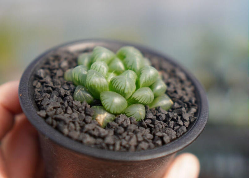 ハオルチア オブツーサ Mana S Green 塊根植物販売 マナズグリーン