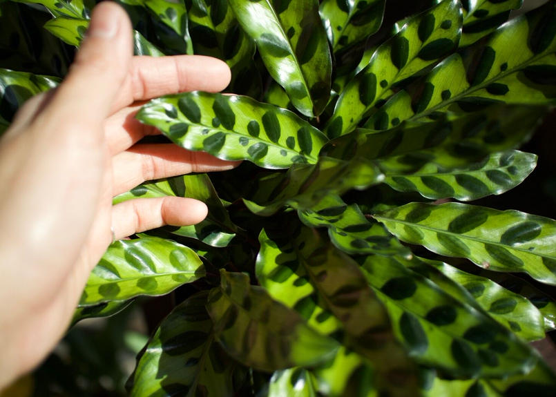 カラテア ランキフォリア Mana S Green 塊根植物販売 マナズグリーン