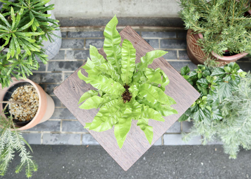 アスプレニウム エメラルドウェーブ Mana S Green 塊根植物販売 マナズグリーン