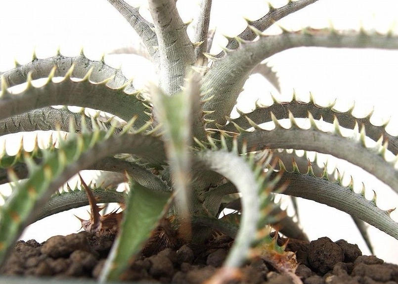 Dyc Squid X Mercury Ori ディッキア Mana S Green 塊根