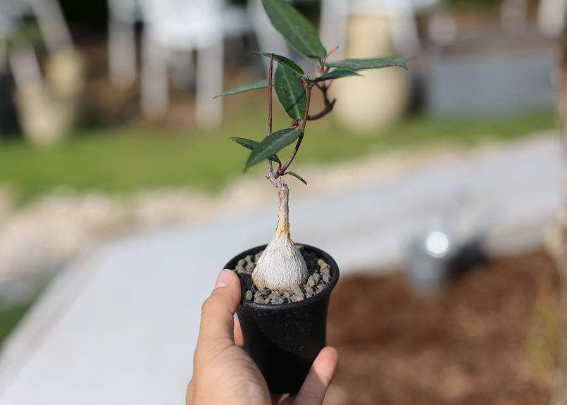 ペトペンチア ナタレンシス Mana S Green 塊根植物販売 マナズグリーン