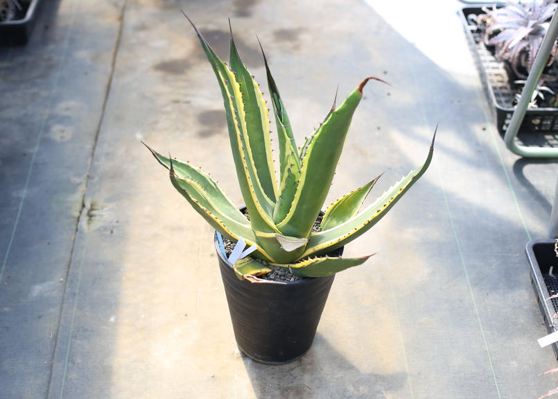 アガベ サルミアーナ フェロックス Mana S Green 塊根植物販売 マナズグリーン