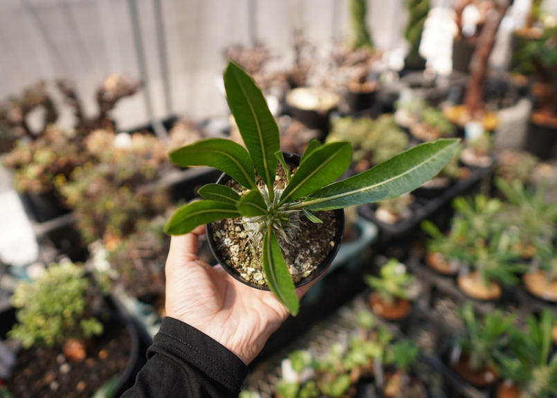 パキポディウム 恵比寿大黒 No 1 Mana S Green 塊根植物販売 マナズグリーン