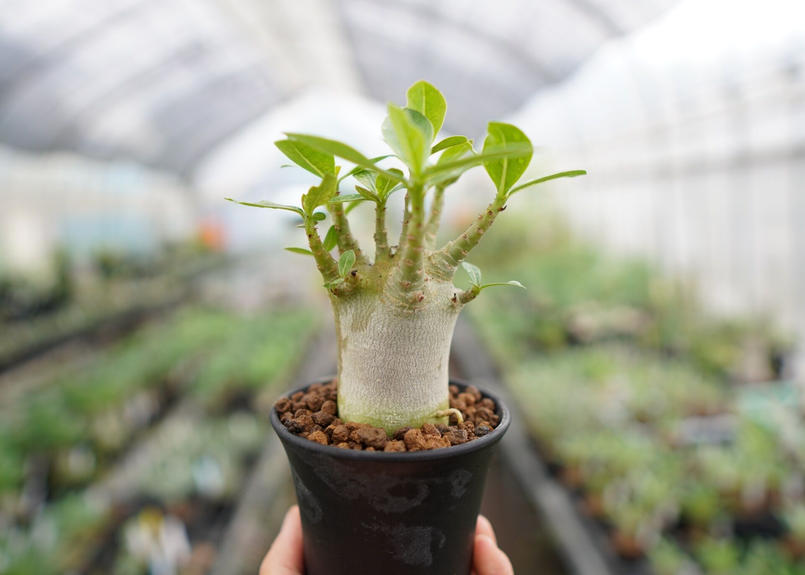 価格改定 実生8年目 アデニウム アラビカム 砂漠の薔薇 国内発送 Kanematsuusa Com
