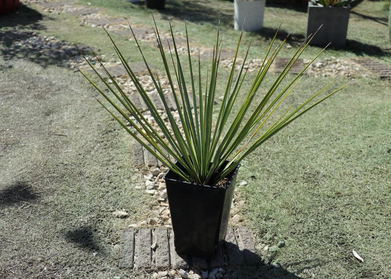 リギダ Mana S Green 塊根植物販売 マナズグリーン リギダ Mana S Green 塊根植物販売 マナズグリーン