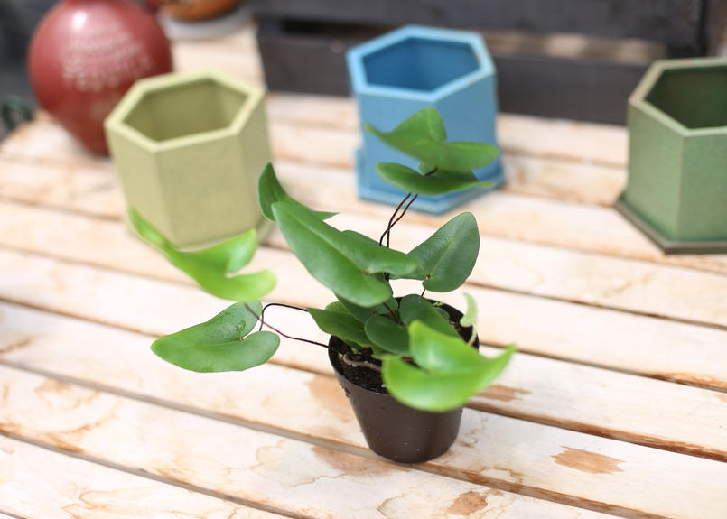 ヘミオニティス ハートファーン Mana S Green 塊根植物販売 マナズグリーン