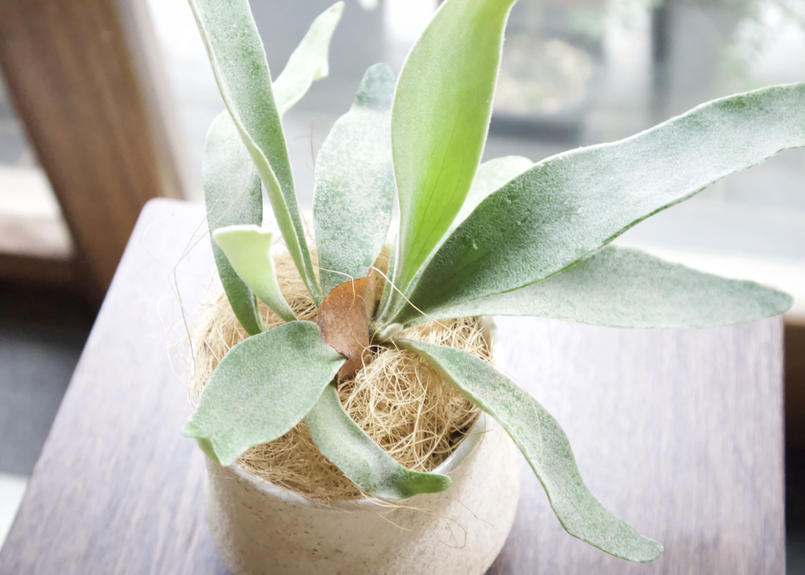 コウモリラン ヴィーチー Mana S Green 塊根植物販売 マナズグリーン