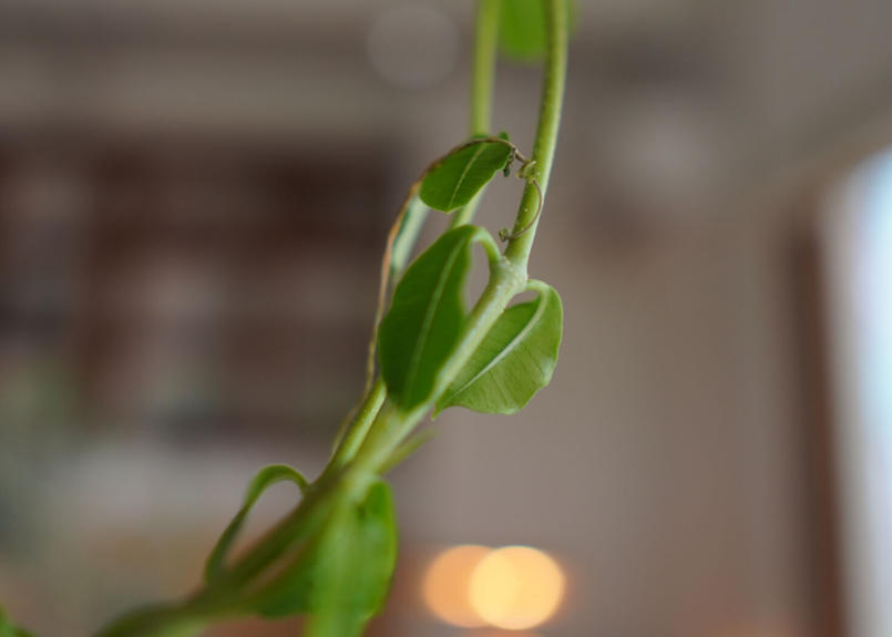 火星人 Fockea Edulis Mana S Green 塊根植物販売 マナズグリーン