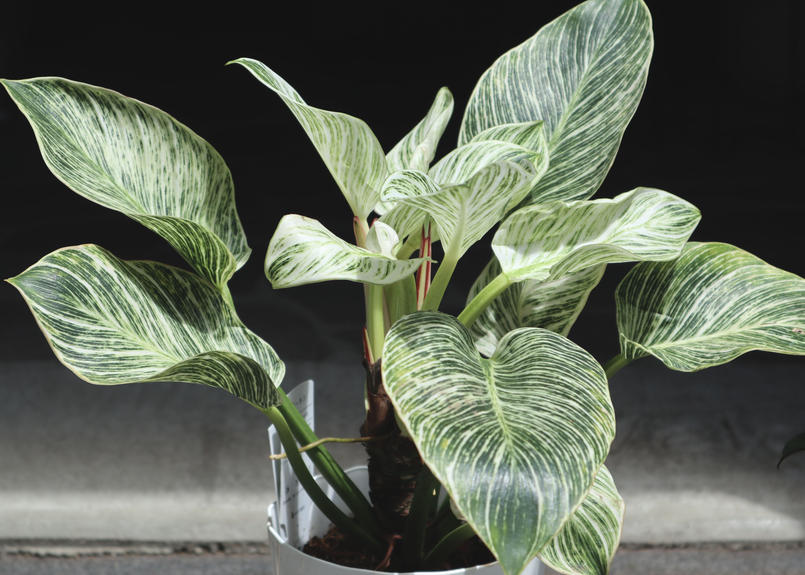 再入荷 フィロデンドロン バーキン Mana S Green 塊根植物販売 マナズグリーン