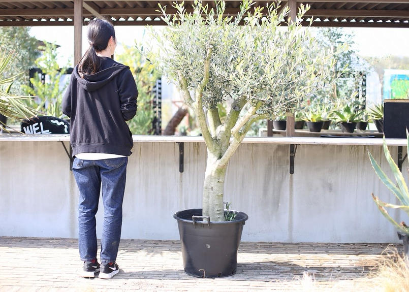小豆島産オリーブ 希少種 ワッガベルダル