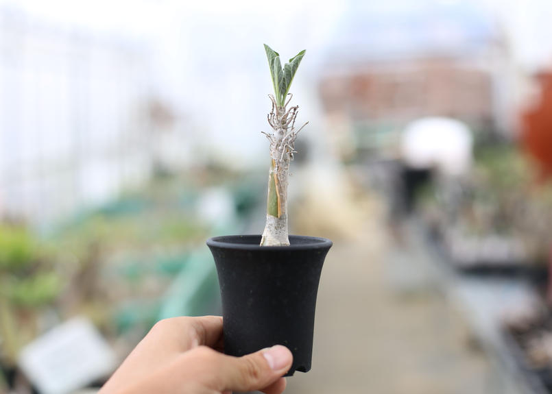 セサモサムヌス リバエ Mana S Green 塊根植物販売 マナズグリーン