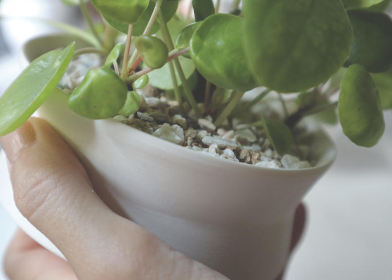 ピレア ペペロミオイデス Mana S Green 塊根植物販売 マナズグリーン ピレア ペペロミオイデス Mana S Green 塊根植物販売 マナズグリーン