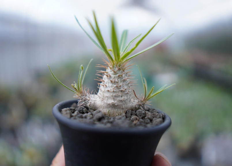 パキポディウム グラキリス 実生 Mana S Green 塊根植物販売 マナズグリーン