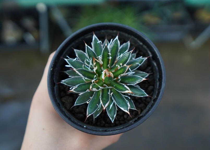 アガベ フィリフェラ 白糸の王妃 Agave filifera
