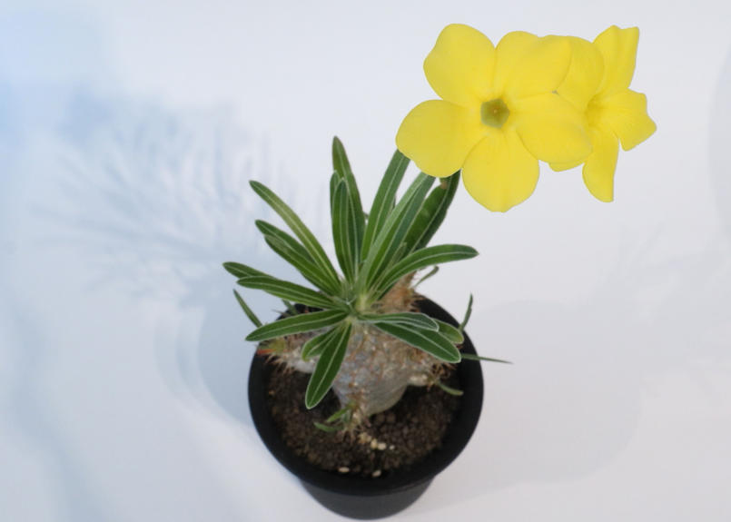 パキポディウム グラキリス 実生 ４ Mana S Green 塊根植物販売 マナズグリーン