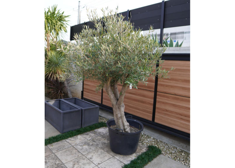 古木風オリーブ 06年実生 Mana S Green 塊根植物販売 マナズグリーン