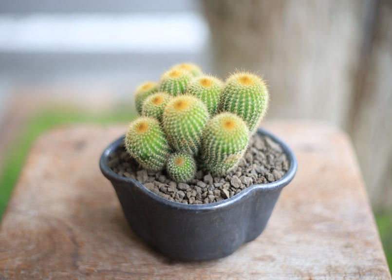 ご予約品 サボテン 金晃丸 Eriocactus Leninghausii Mana S