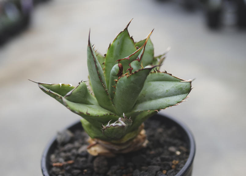 アガベ チタノタ フィリグリー ドワーフ Mana S Green 塊根植物販売 マナズグリーン