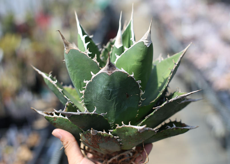 アガベ チタノタ オテロイ Mana S Green 塊根植物販売 マナズグリーン