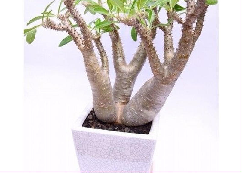 半額SALE☆ 纳福開運金運置物鎮宅1038g 細工銅製 仏像 純銅 観世音菩薩 ...